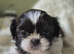 2 Beautiful Choc parti Imperial Shih Tzu bitches