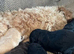 F1b cavapoo therapy dog parents