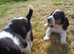 Basset x beagle puppies