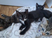 £20..READY NOW!..BOY KITTEN.