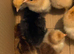 Day old buff orpington chicks from great lines