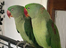 Bonded Breeding Pair of Alexandrine Parrots + Large Cage