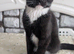 Kittens still looking for their new home***