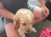 1 boy puppy