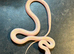 White sided black rat snakes WOW AMAZING