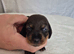 Gorgeous Daxies _ Miniature Dachshunds