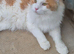 Maine coon stud
