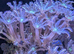 Firework clove polyps ( 10+heads)
