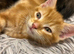 Cute Fluffy Kittens