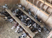 Pigeons