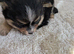 Pom terriers puppy