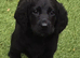 Beautiful Black Wavy Medium Labradoodle Girl - Born 11 August