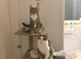 Looking for a loving home for my 3 cats due to change in circumstances