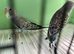 Black face splits black wing budgies