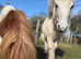 Shetland foal