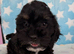 Cockapoo puppies ready now
