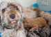 Health tested f1b cockapoo babies