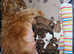 LOVELY SHIH TZU PUPPIES KC REG PEDIGREE
