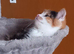 Beautiful female kitten