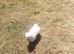 Bichon frise Ava