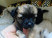 Yorkshire Terrier cross Chuichua