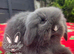 Beautiful TeddyWidder Bunnies