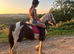 14&rsquo;1hh - 8yo - Mare
