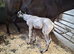 Fewspot colt foal Aphc reg