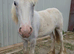 Blue & white yearling cob