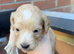 Cockapoo puppies