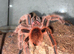 Red Chileana Rose