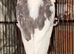Lovely cock pied