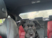 Cane corso x Akita