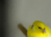 Canaries 2026