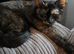 Need rehoming asap female cat send me a offer