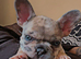 Female French bulldog pup
