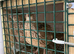 Jumbo quail