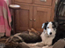 7 month old blue merle border collie dog