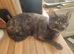 Beautiful approx 4 yr old female cat not spade