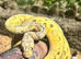Beautiful Banana pinstripe ball python