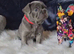 KC Registered French Bulldog Puppies – Ready to Reserve