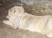 Two bonded french lops bunnies