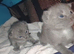 Russian blue kittens