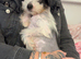 2 Chinese crested puppies