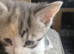 kitten for sale