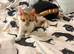 6 month old ginger kitten
