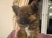 Griffon x Pomeranian girl for sale
