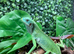 Fiji Island Iguana at Birmingham Reptiles