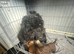 Cockapoo puppies