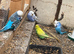 two show budgies two exhibition one and other mixed
